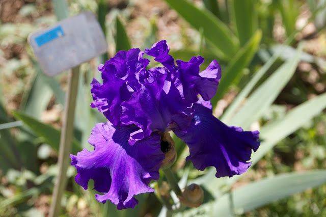 Florence Iris Plant