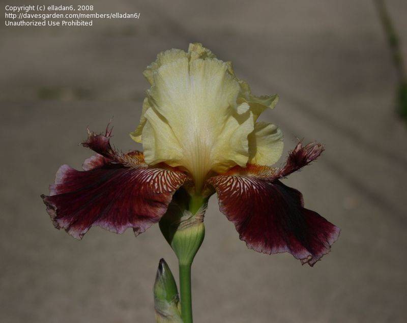 Iris Garden