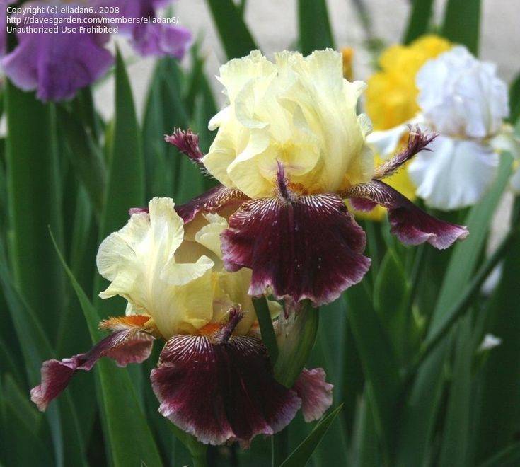 Iris Garden