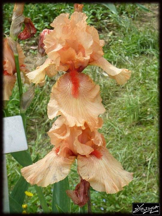 Tall Bearded Iris Florence Dayton