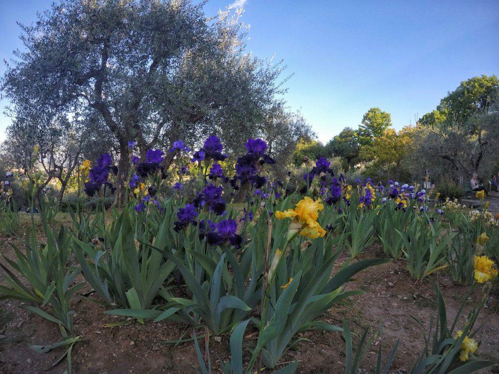 Iris Perennial Plant Red Rose