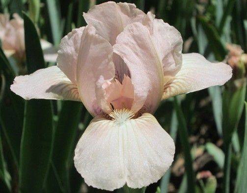 Tb Iris Fancy Ideas Plants