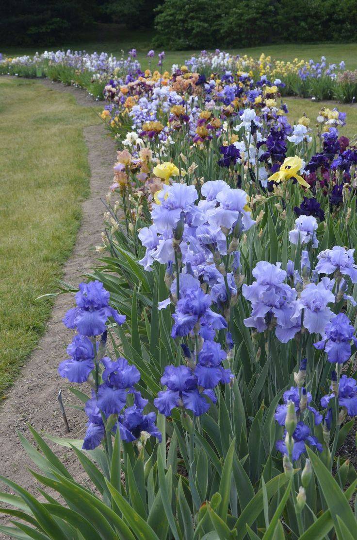 The Iris Garden