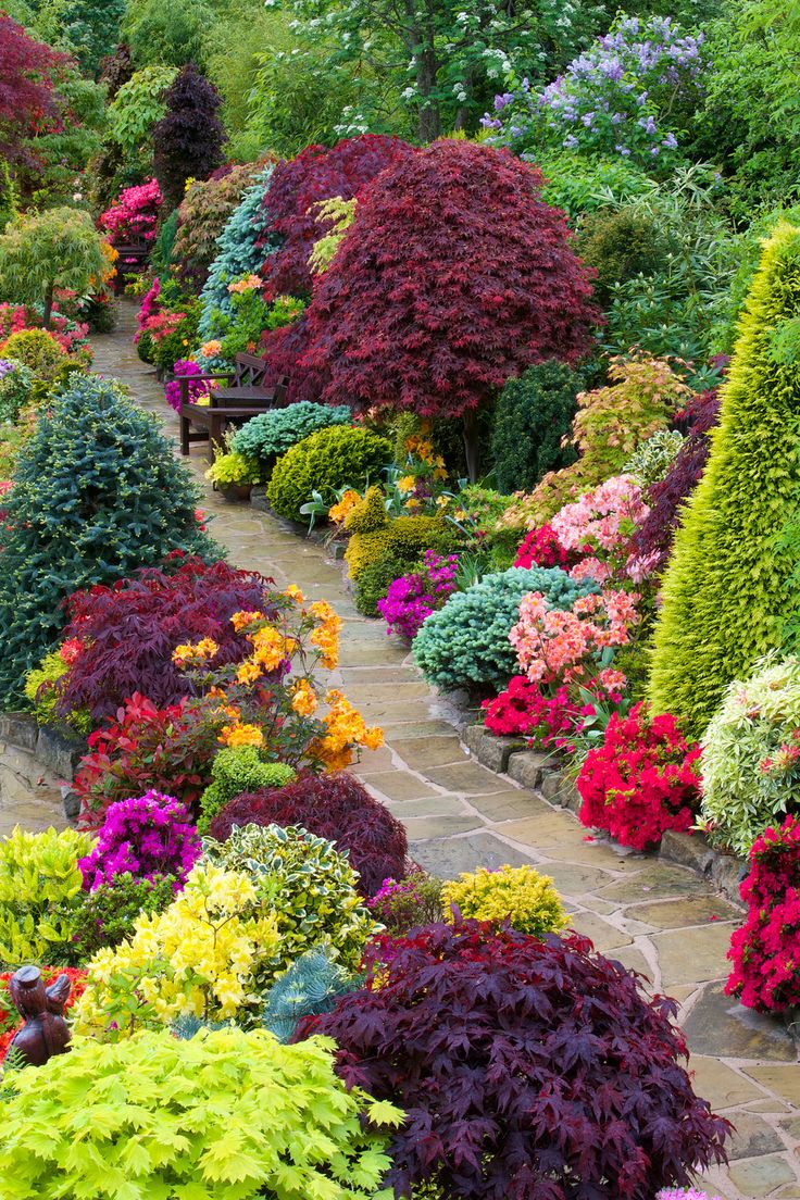 Azalea Flowers