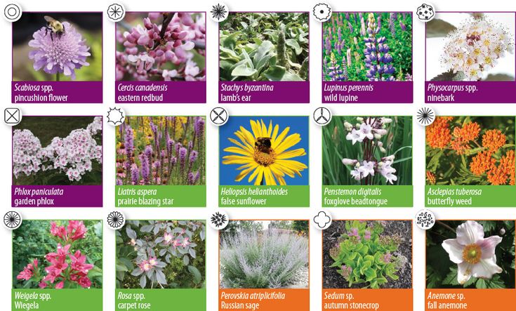 Easy Pollinator Garden Plan Perennial Garden Plans