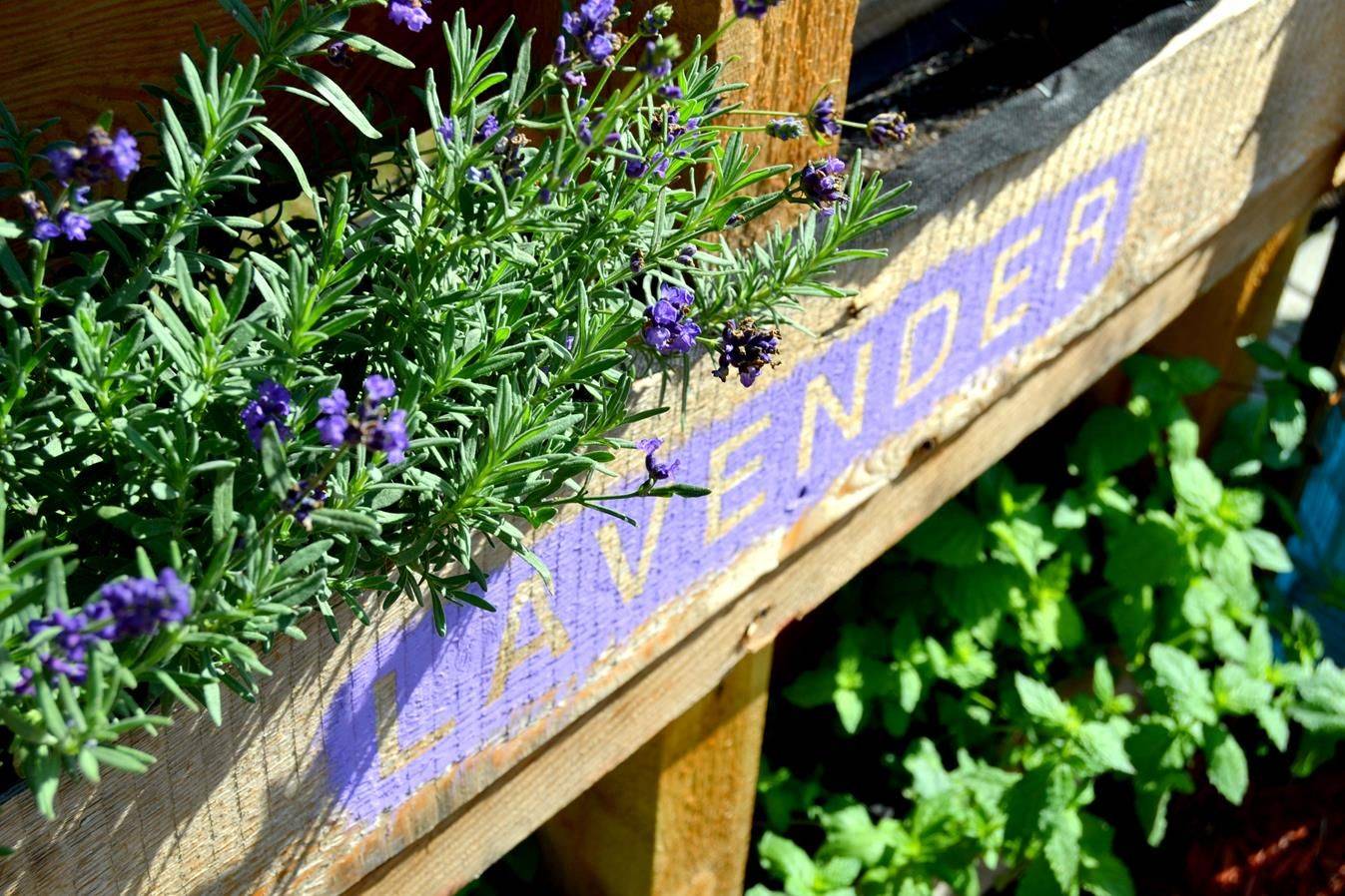 Herb Garden
