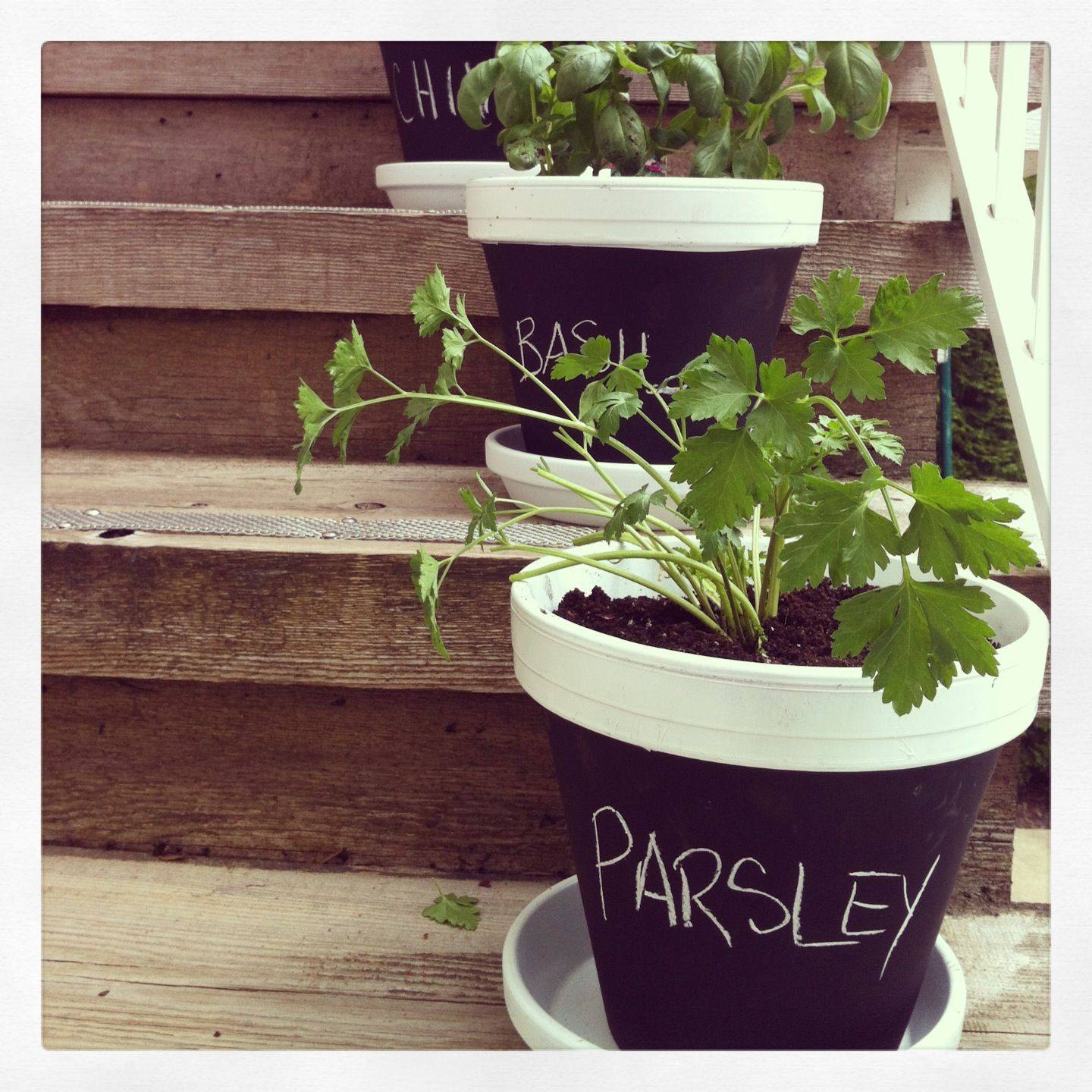 Herb Garden