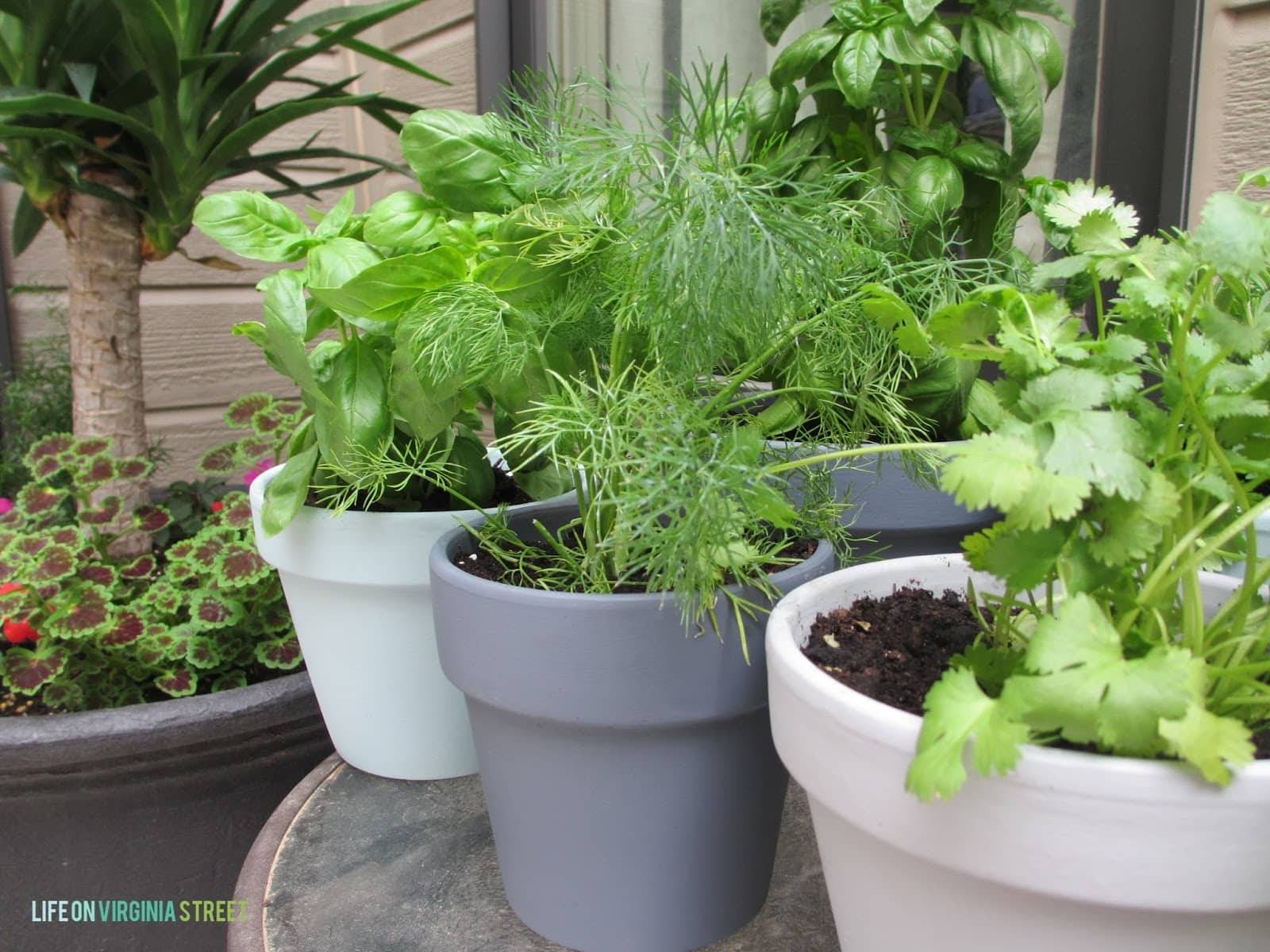 Painted Pot Herb Garden