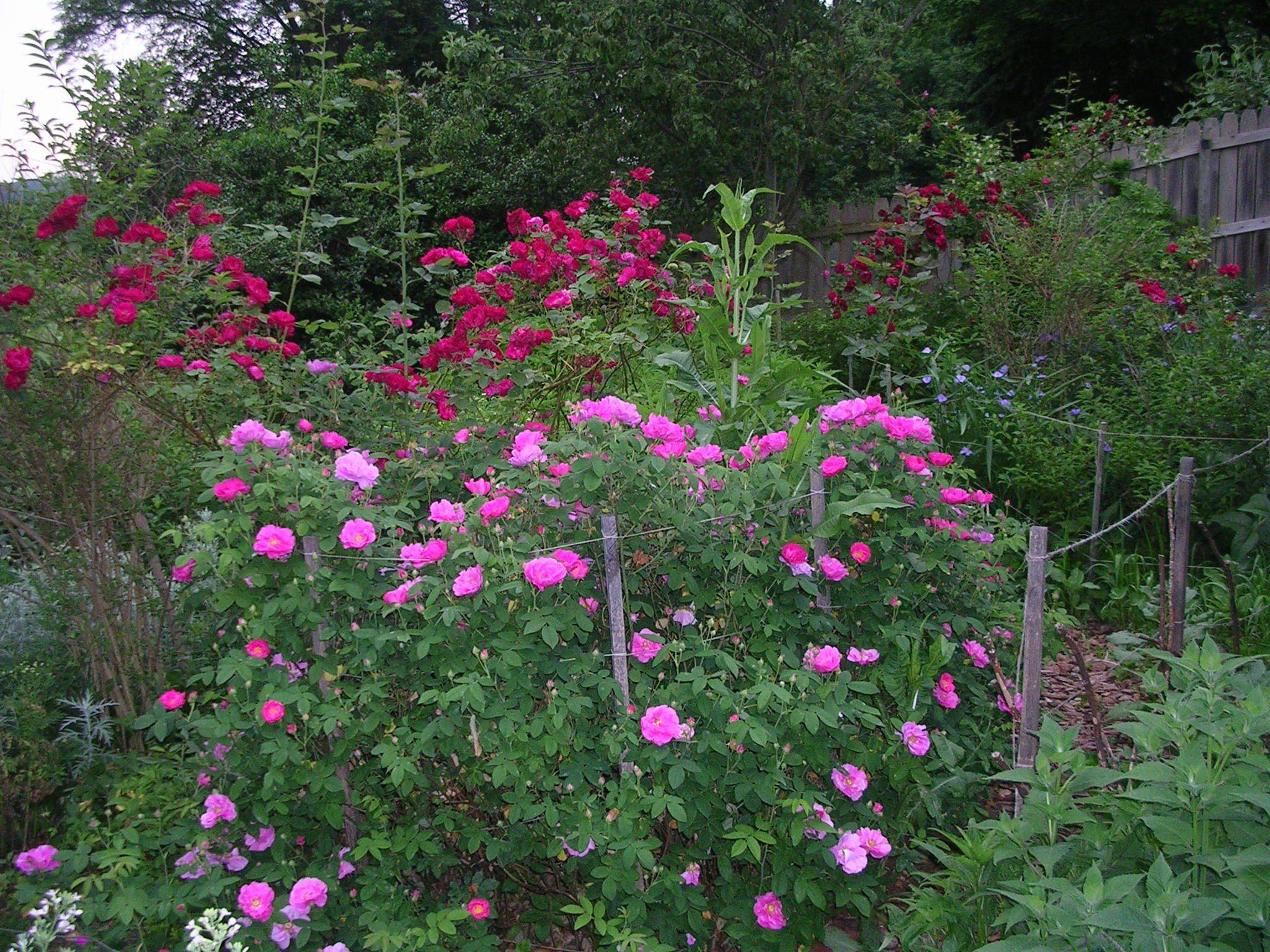 A Modern Apothecary Garden