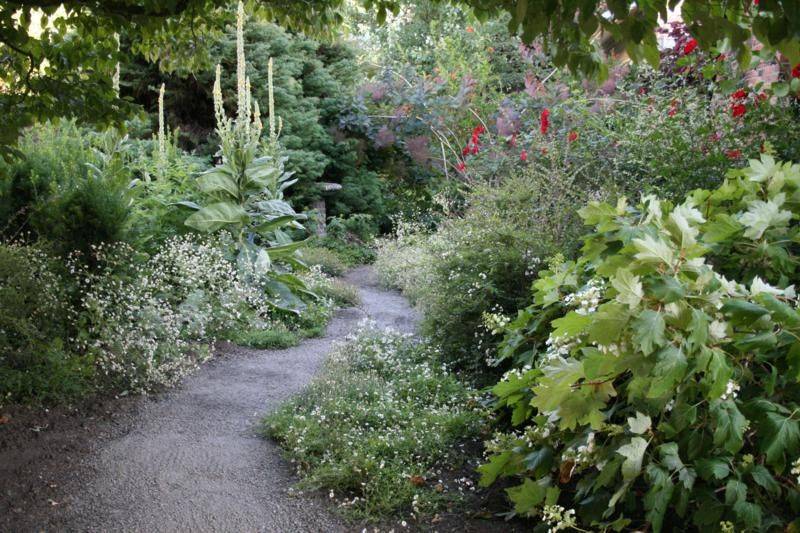 The Most Common Apothecary Plants