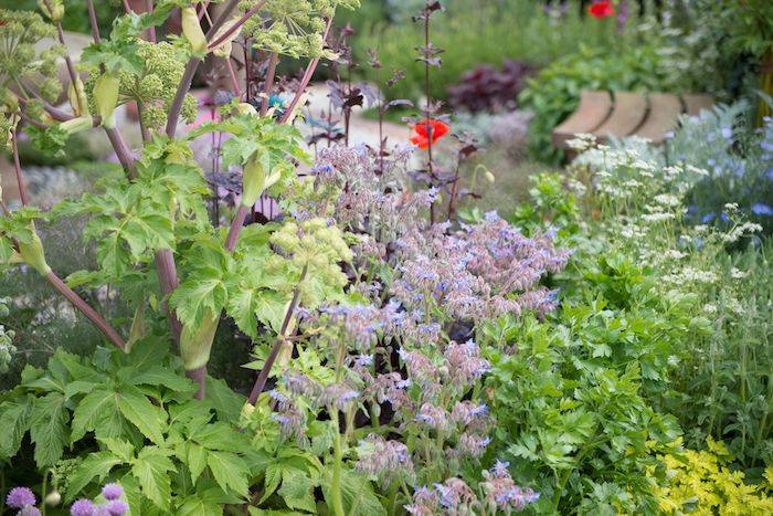 Jekka Mcvicars Modern Apothecary Garden Chelsea Flower Show
