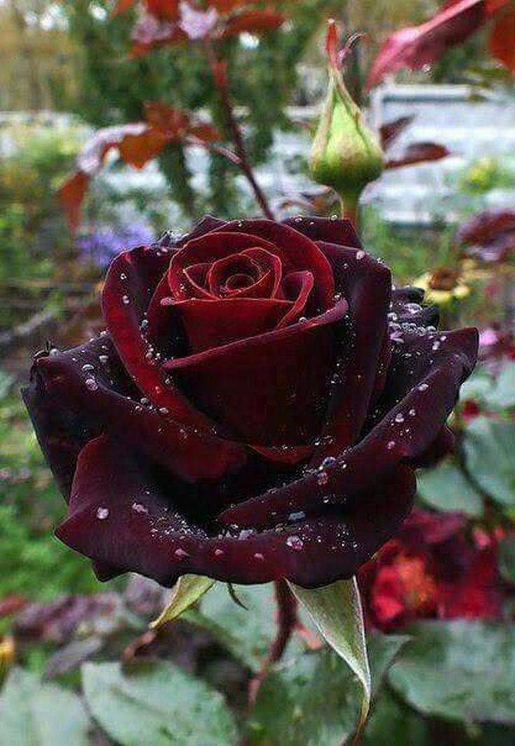Your Gothic Garden Hgtv