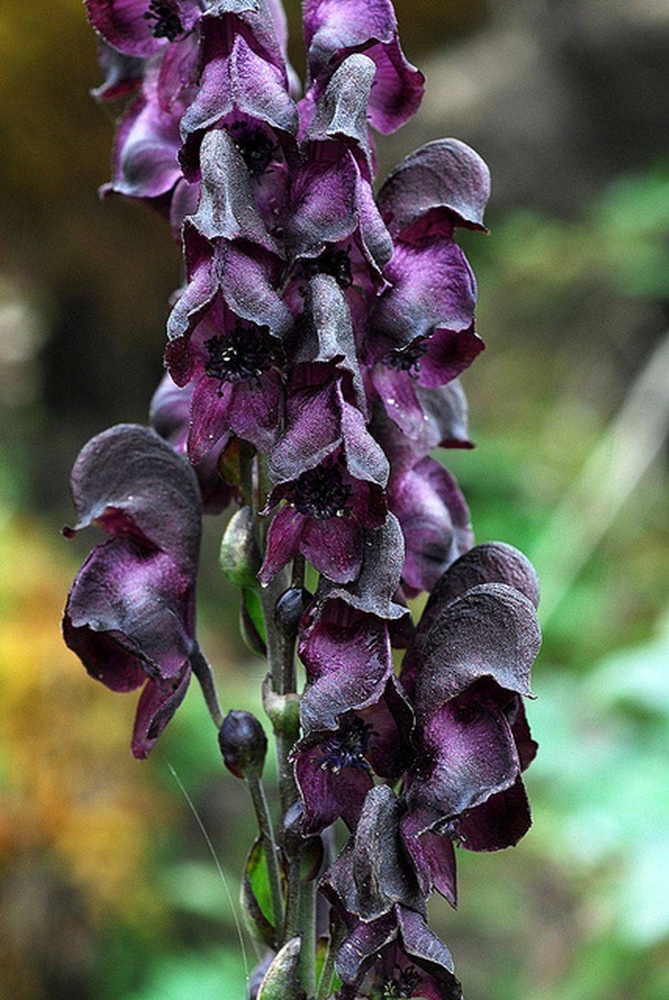 Spooky Plant And Flower To Make Perfect Goth Garden Black Flowers