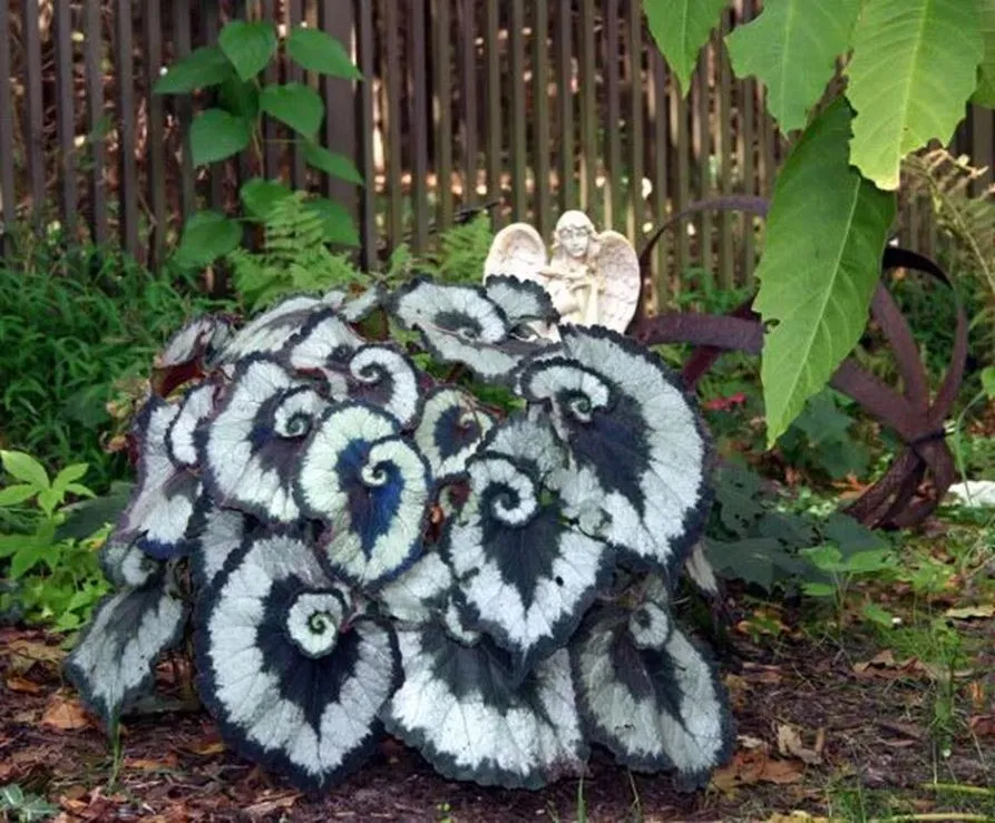 Spooky Plant And Flower To Make Perfect Goth Garden Goth Garden