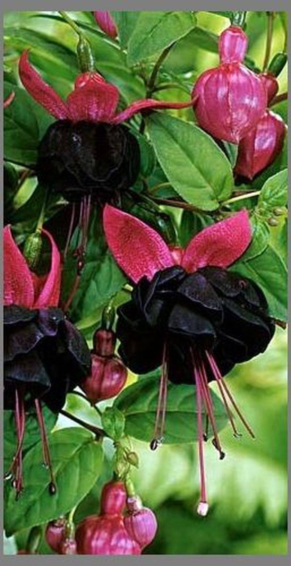 Spooky Plant And Flower To Make Perfect Goth Garden Gothic Garden