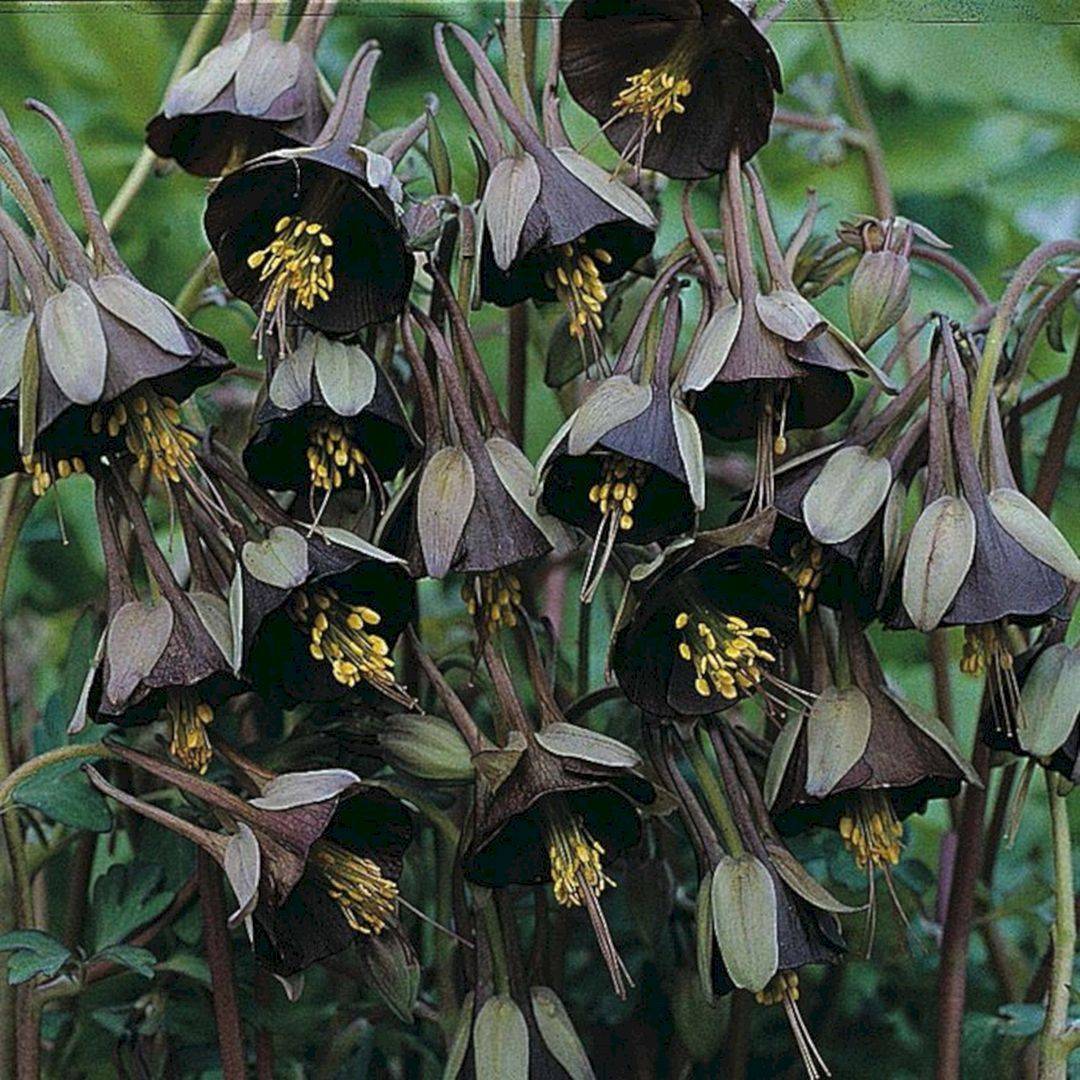 Perfect Goth Garden Rockindeco