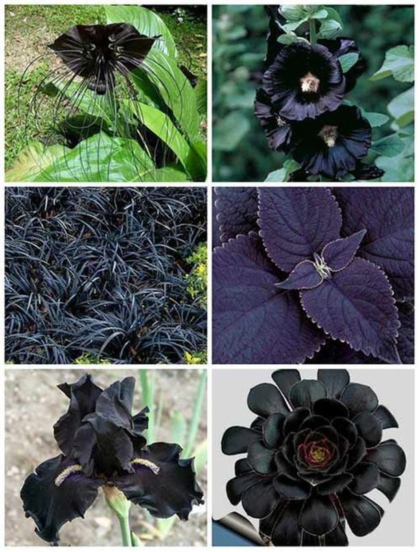 Perfect Goth Garden Rockindeco