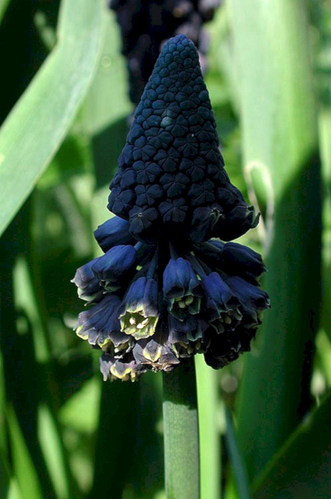 Designing A Gothic Garden
