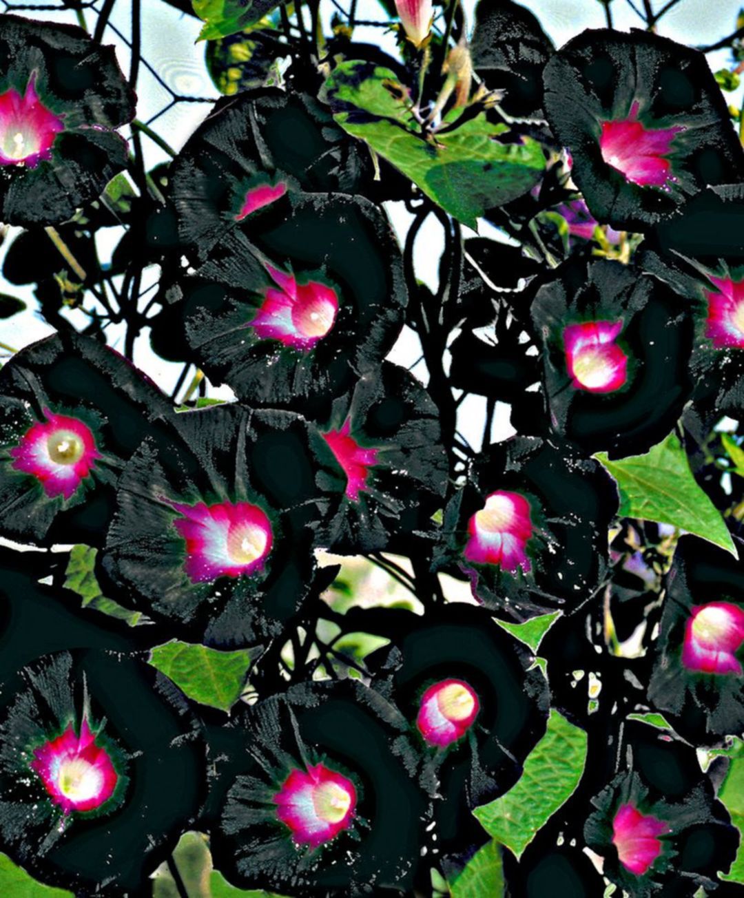 Photography Gothic Garden