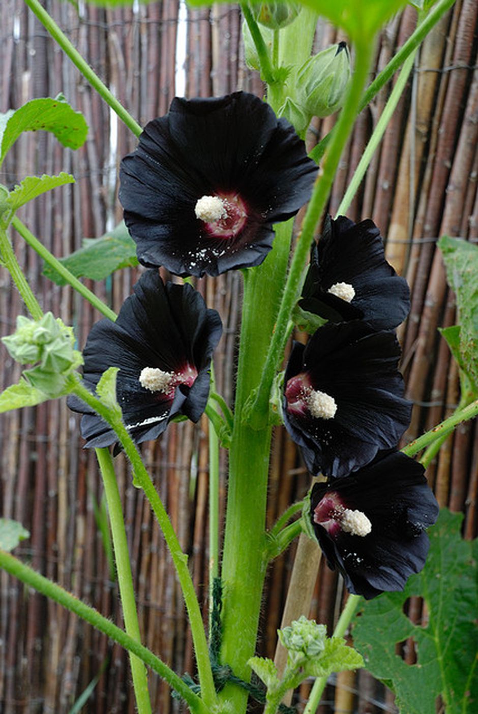 Perfect Goth Garden