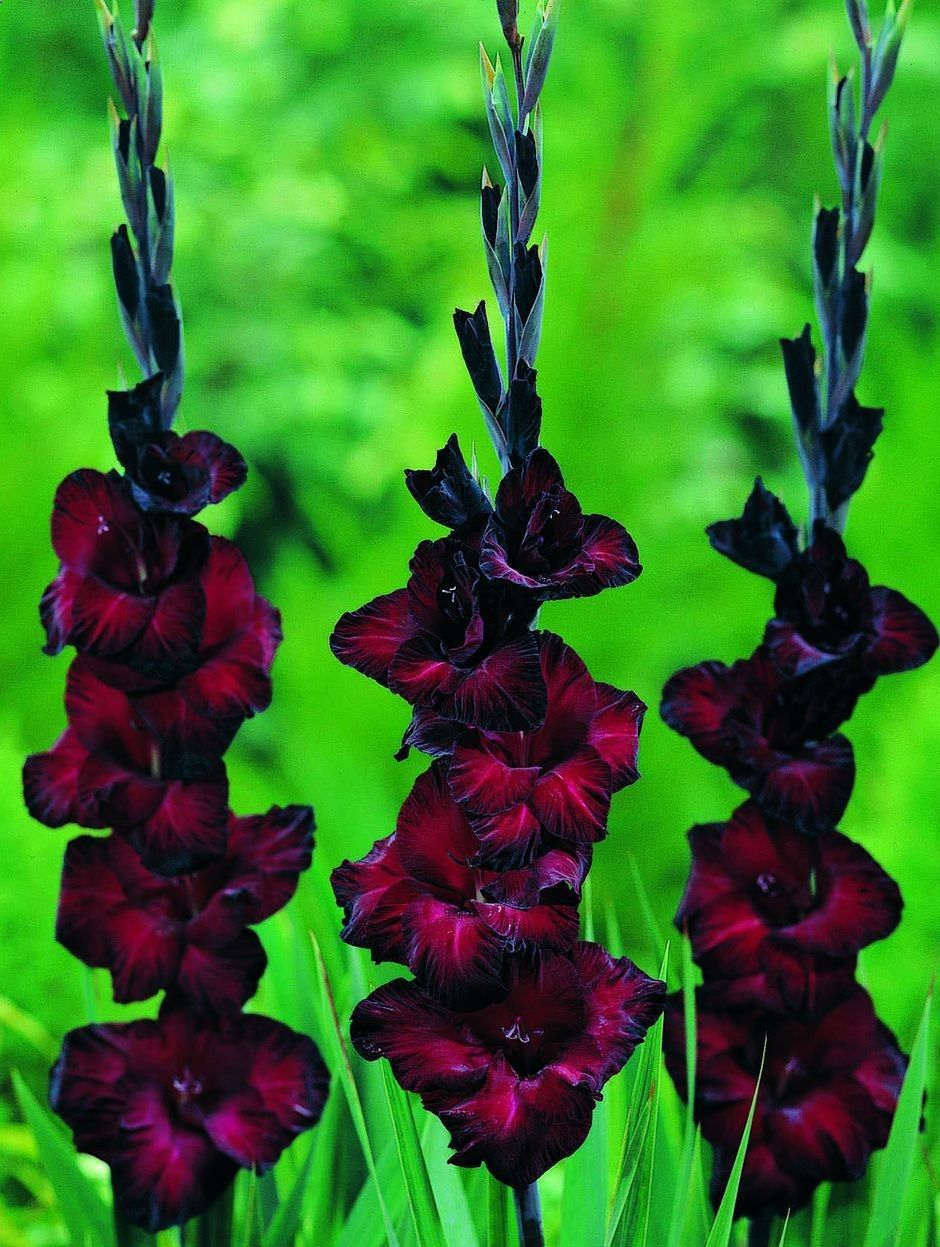 Perfect Goth Garden