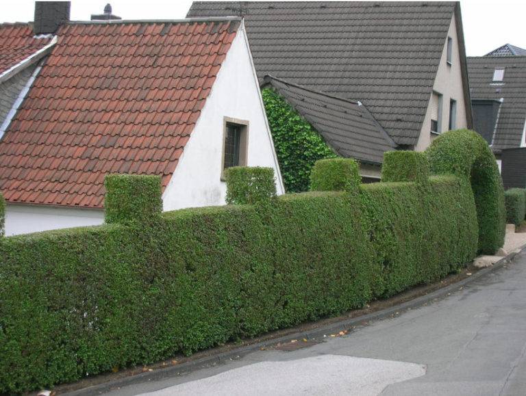 German Garden X Photo