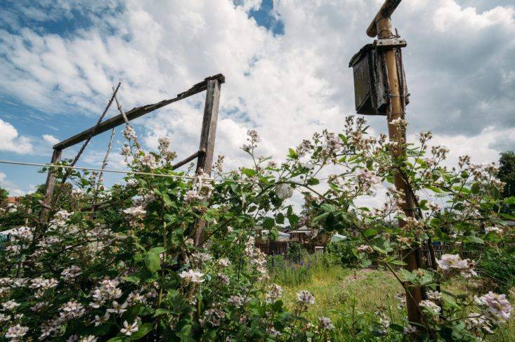 My Moms Cottage Garden