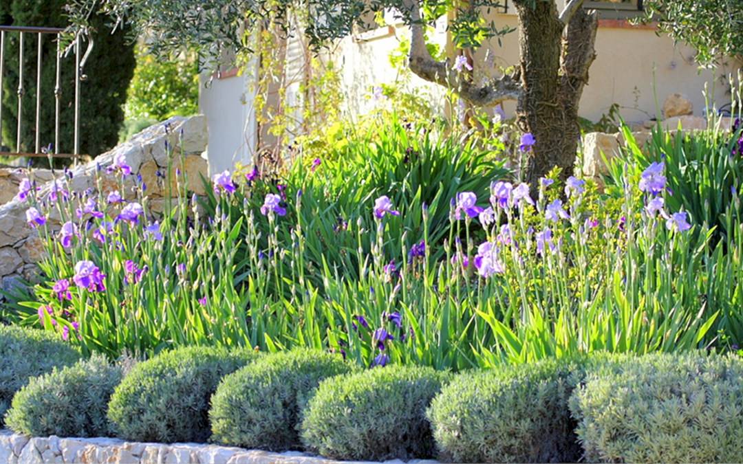22 Iris Garden Design Ideas You Cannot Miss SharonSable
