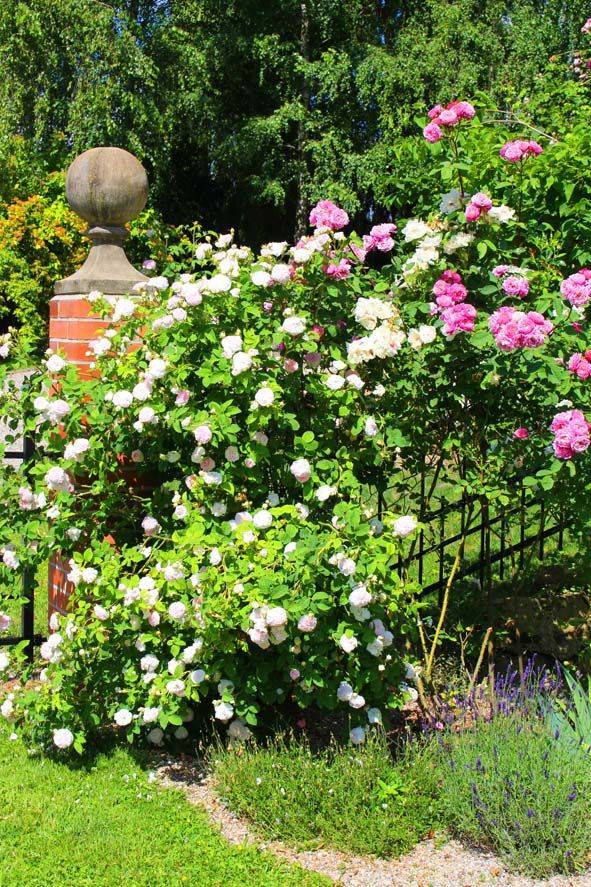 Bavarian Garden