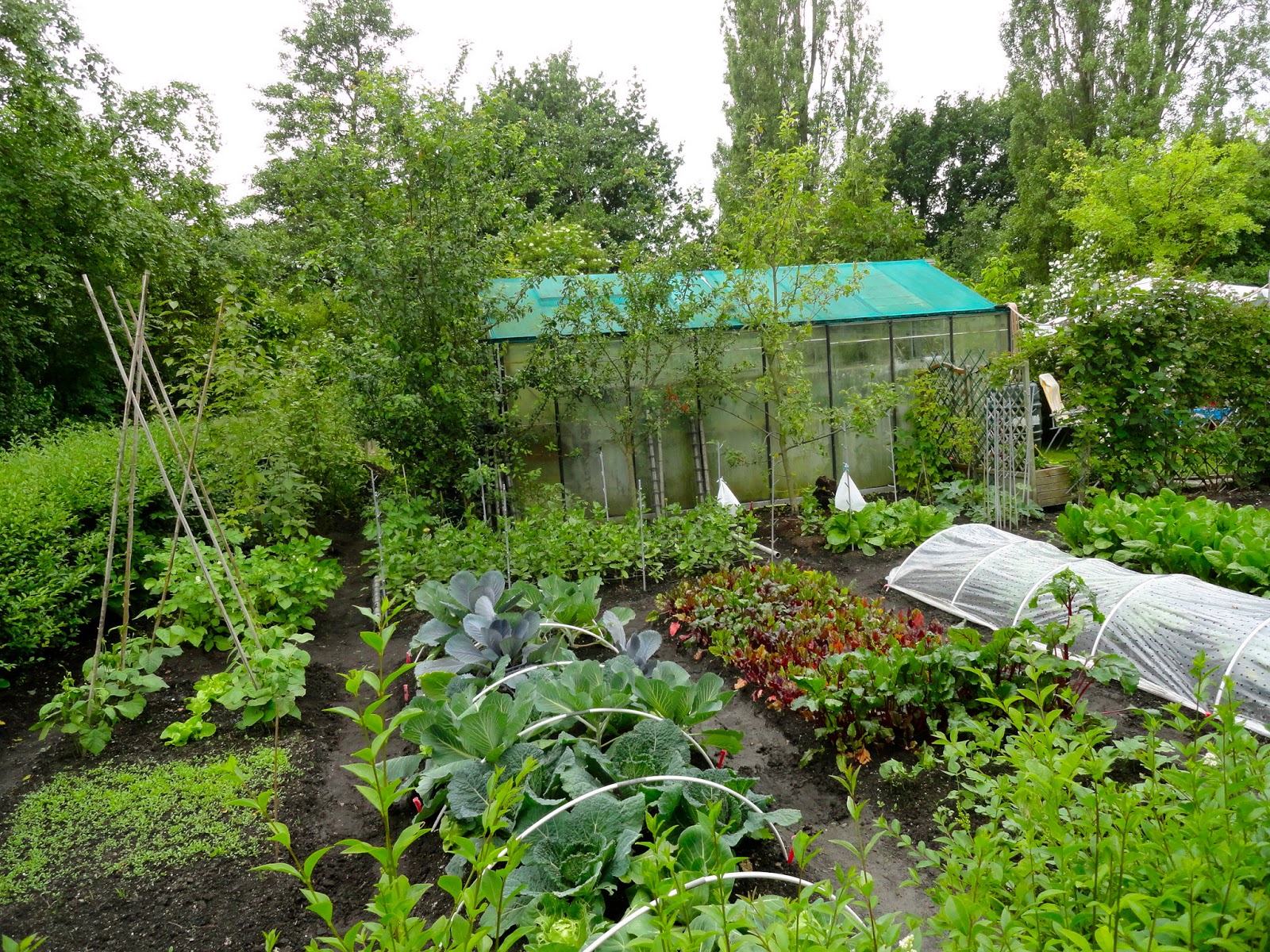 My Allotment Corner