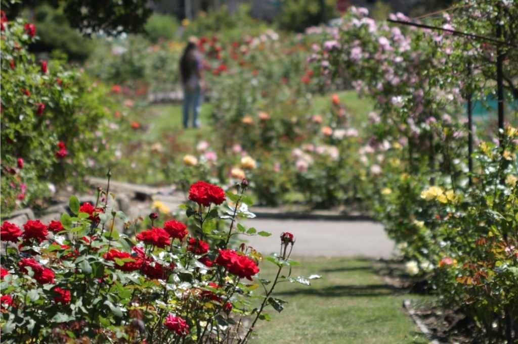The Morcom Rose Garden