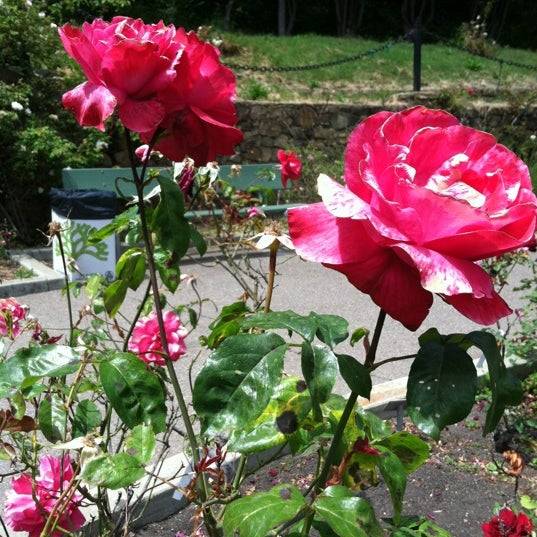 Excellent Flower Adventures