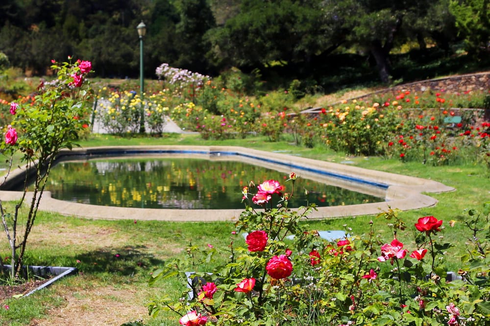 Morcom Rose Garden