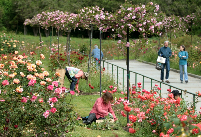 Morcom Rose Garden Garden