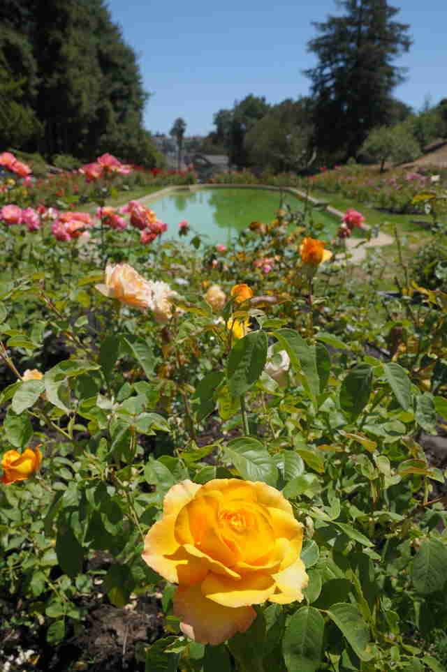 Morcom Rose Garden Oakland