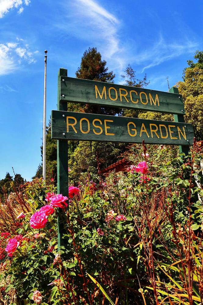 Morcom Rose Garden