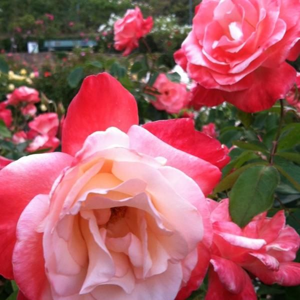 Oakland Rose Garden History
