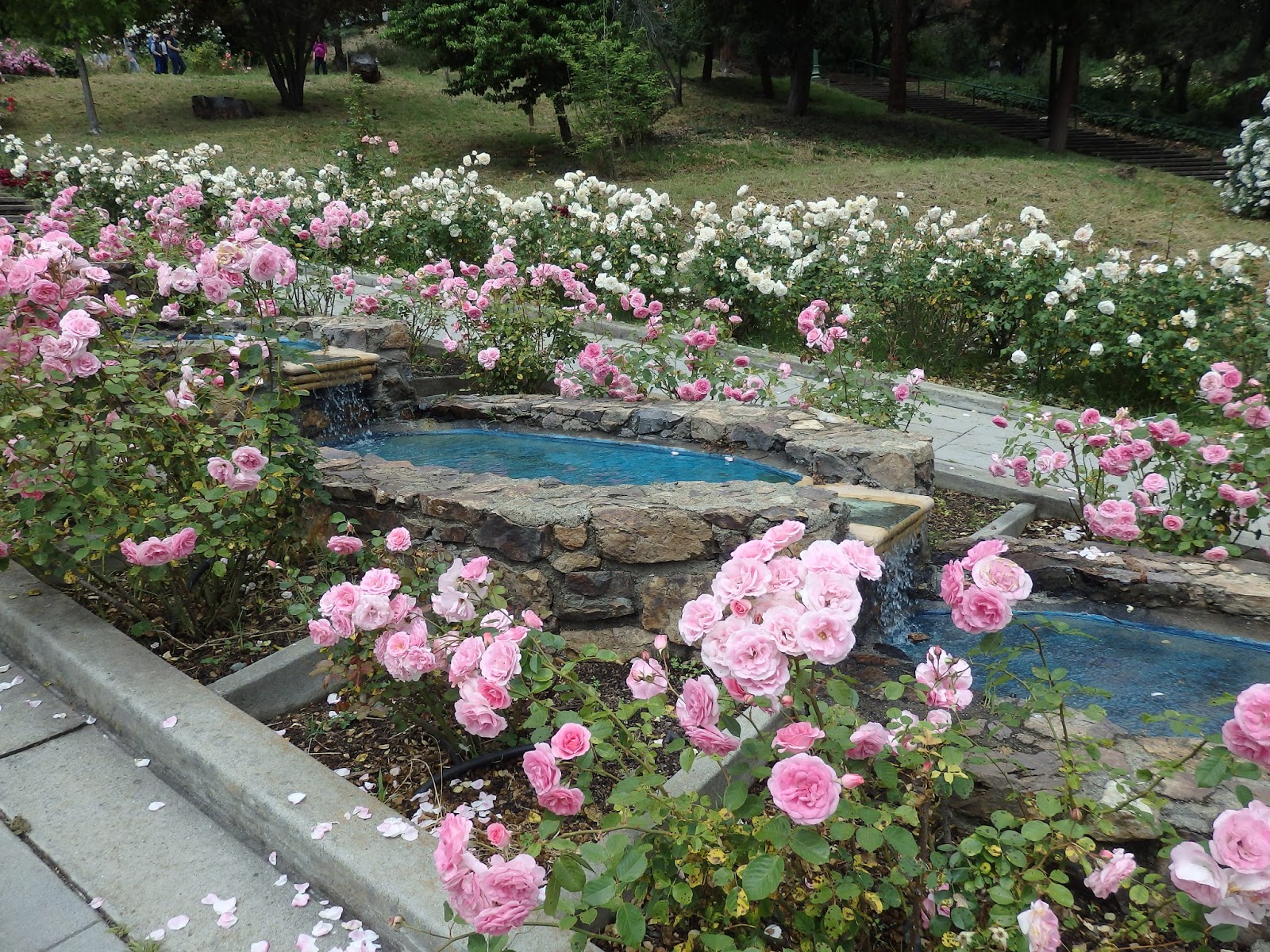 Morcom Rose Garden