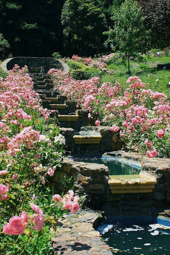 Morcom Rose Garden Backyard Wedding Outdoor Wedding Garden Wedding