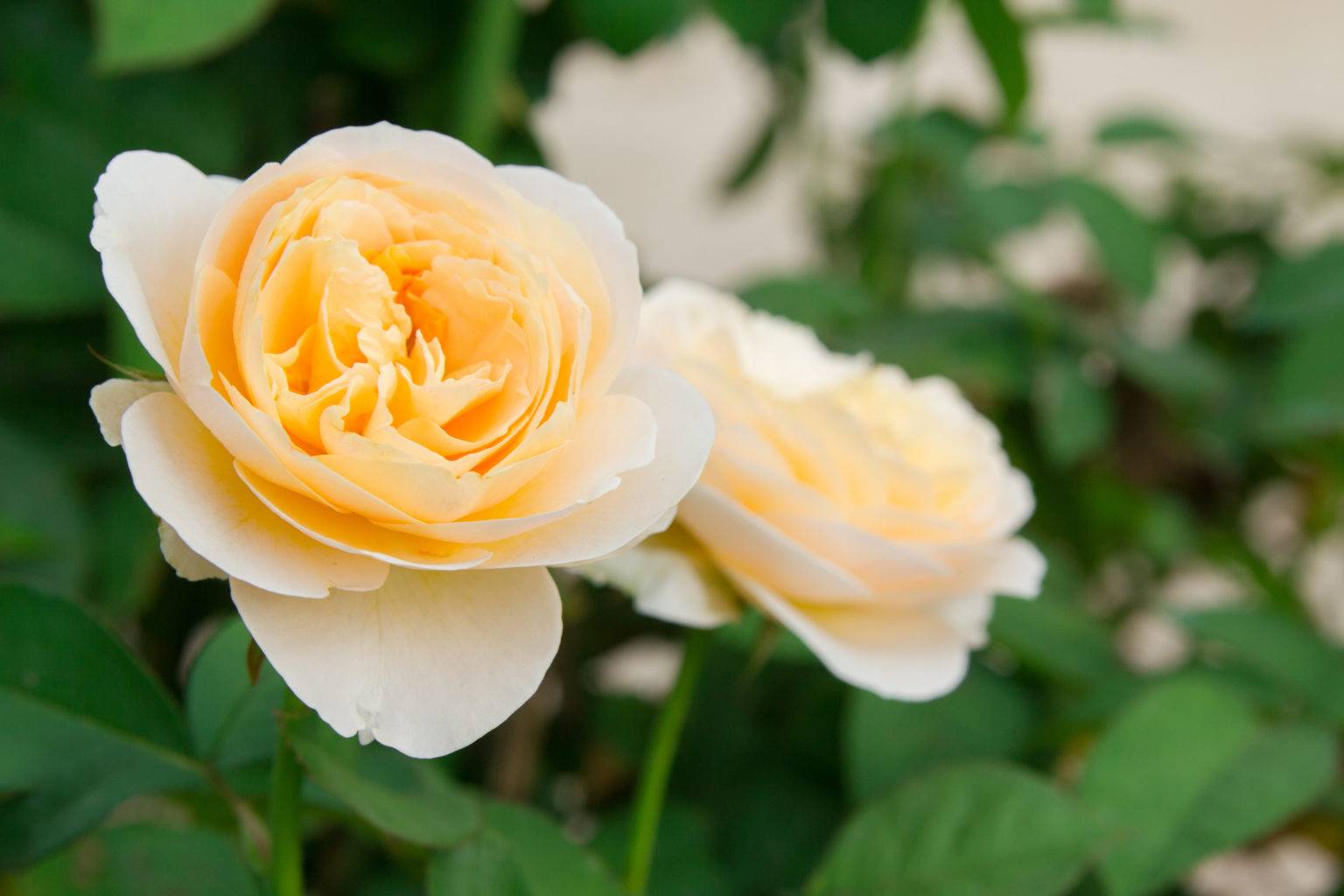 Oakland Rose Garden History