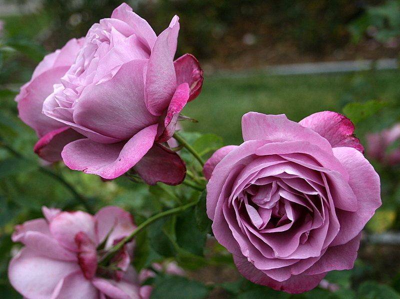 Oakland Rose Garden History
