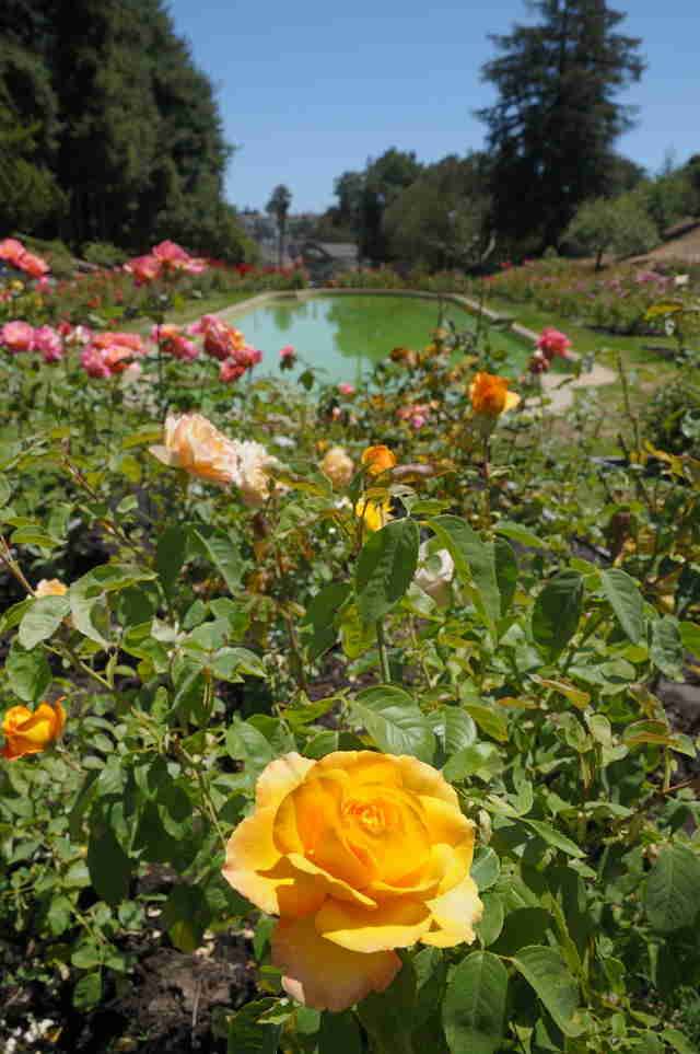 Oakland Rose Gardens