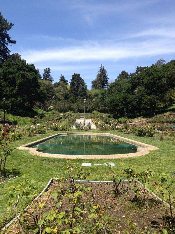 The Morcom Rose Garden