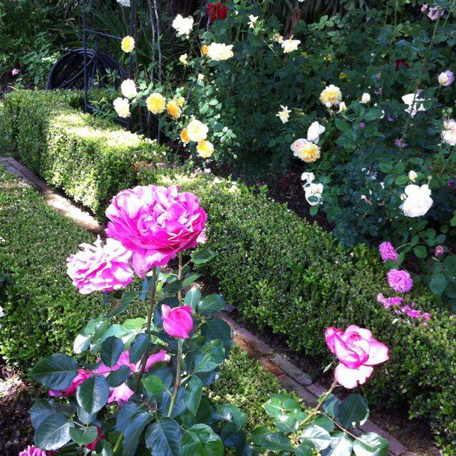 Explore International Rose Test Gardenwashington Park