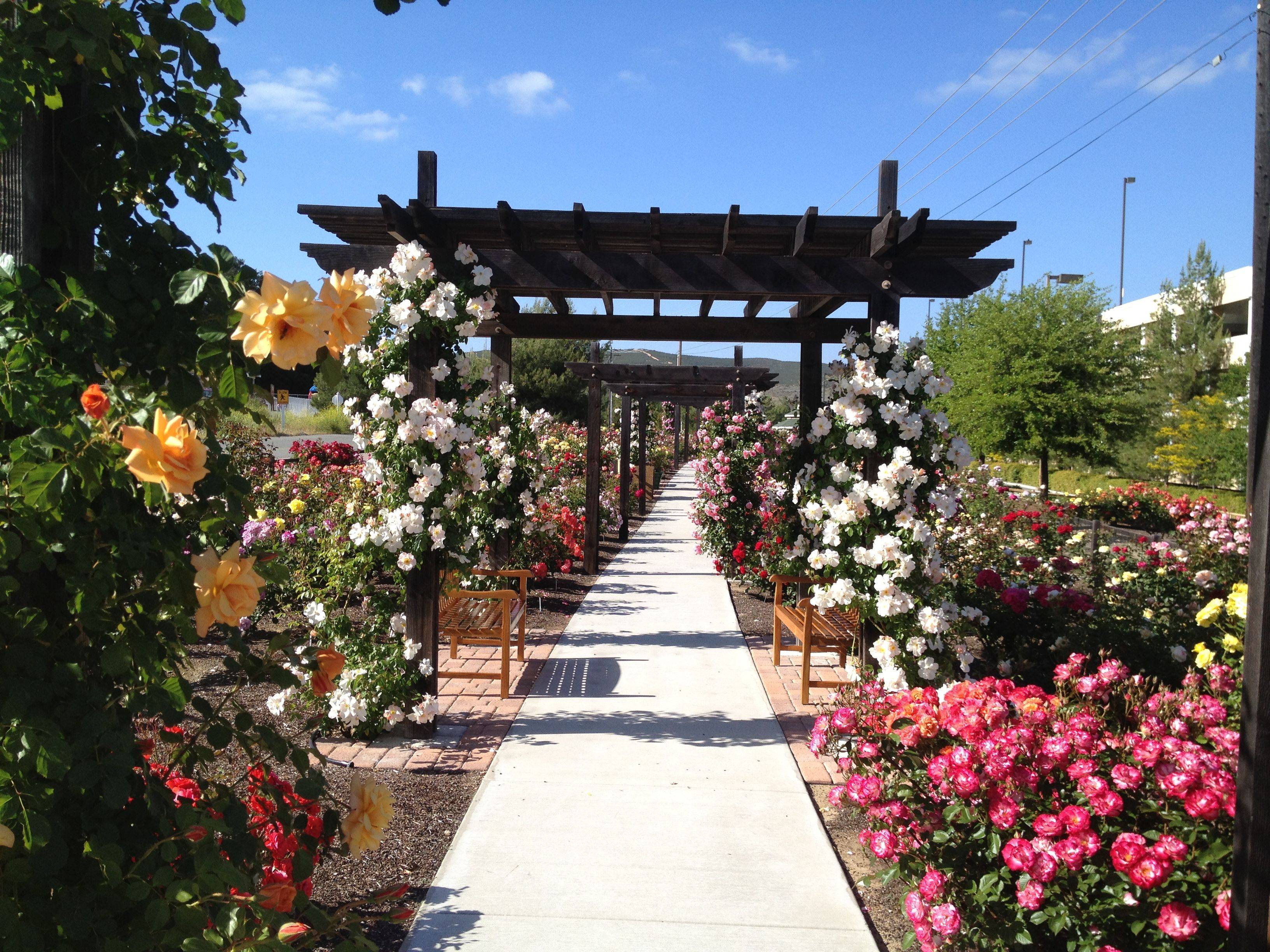 17 San Francisco Rose Garden Ideas To Try This Year SharonSable