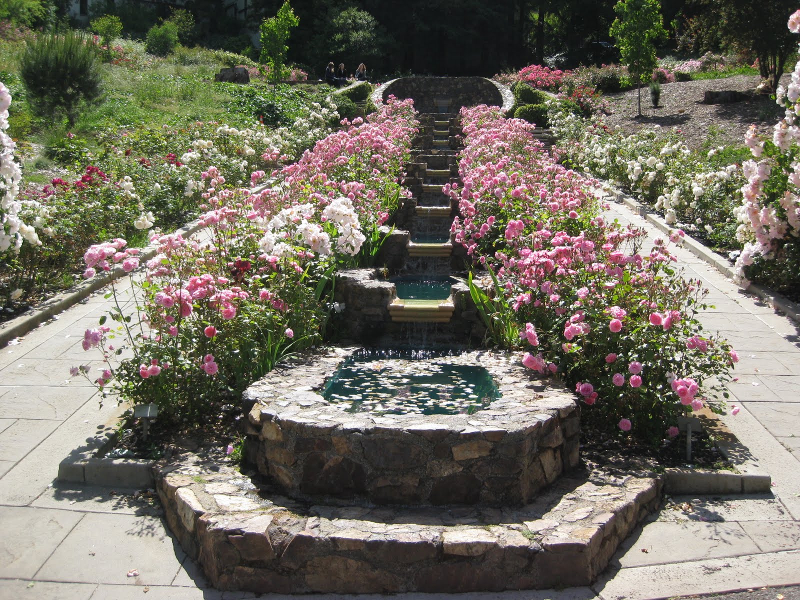 Seagrove Park Bridal White Rose Petals