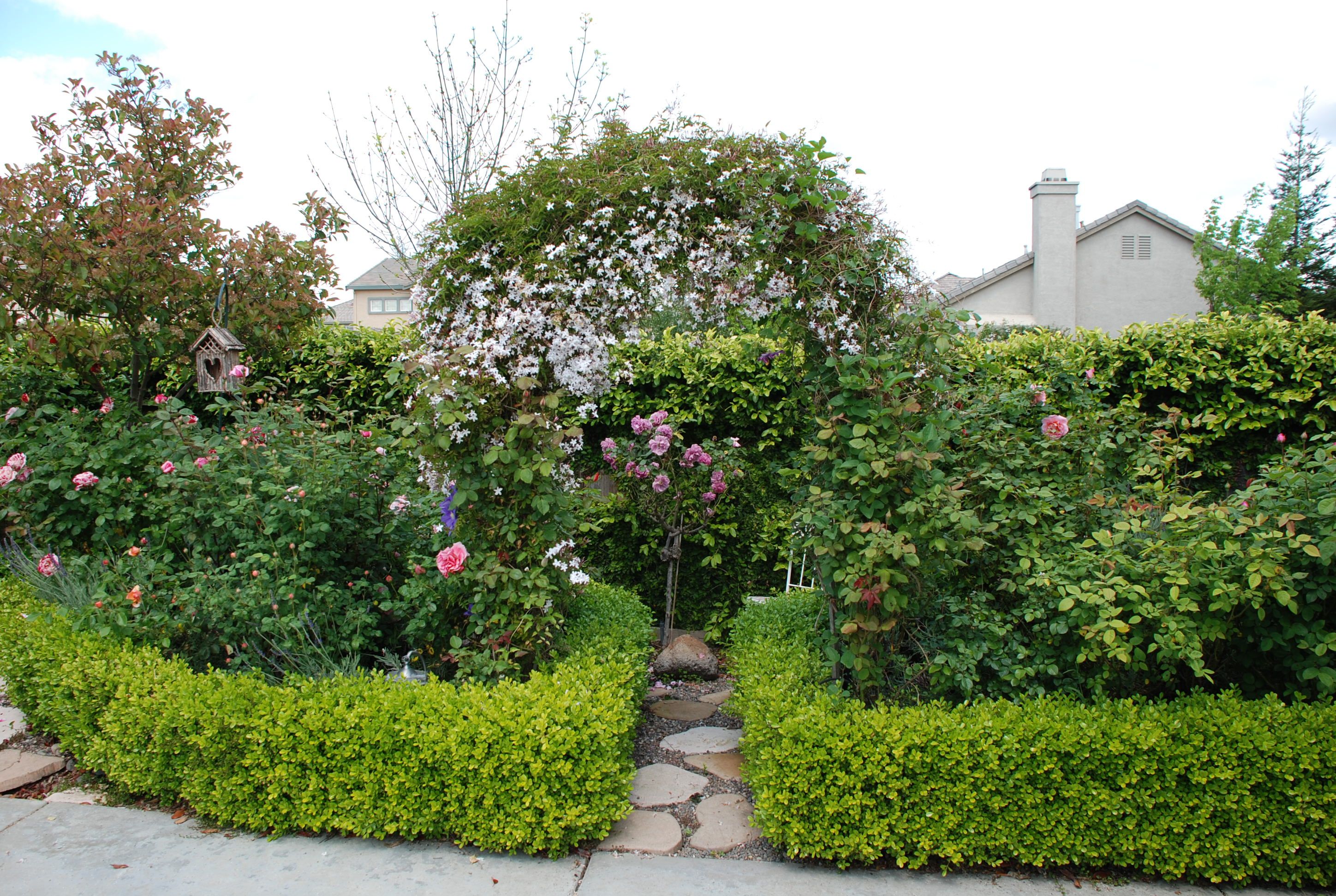 Rose Gardening Beautiful Roses