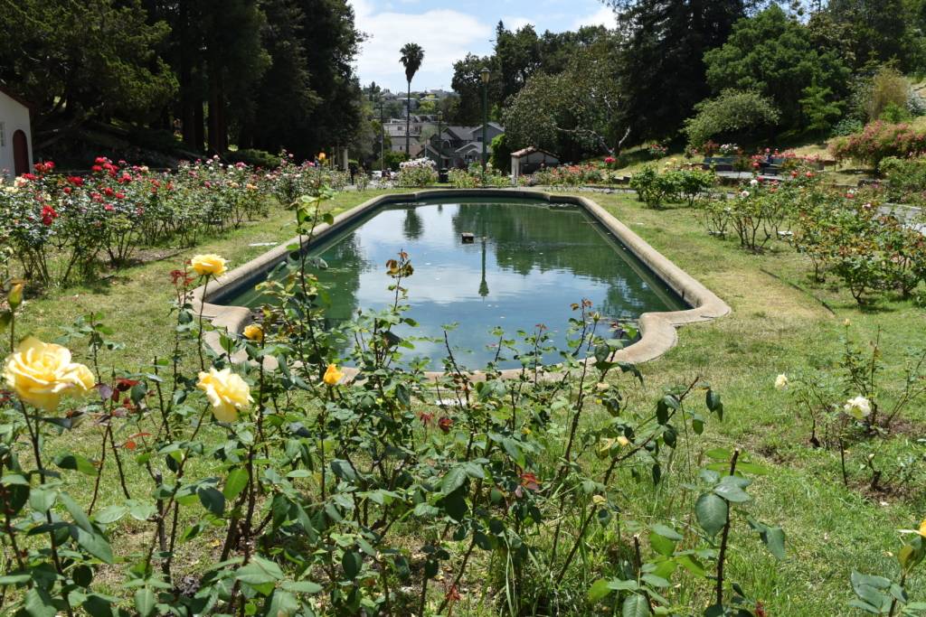 Morcom Municipal Rose Garden Photos