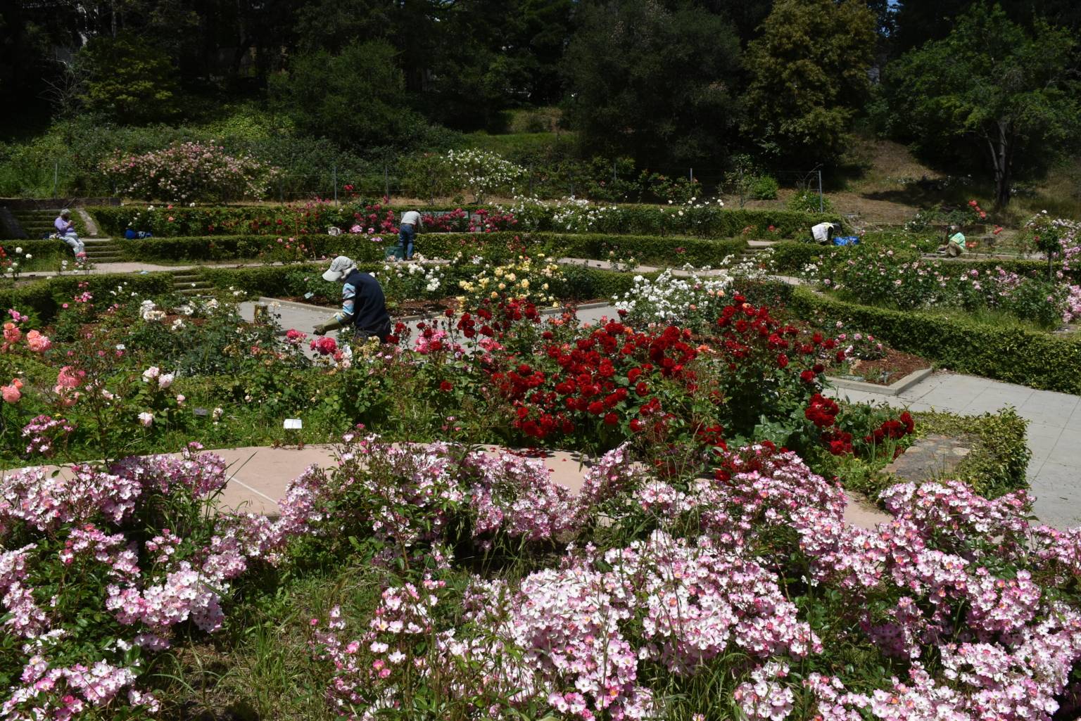 Morcom Rose Garden