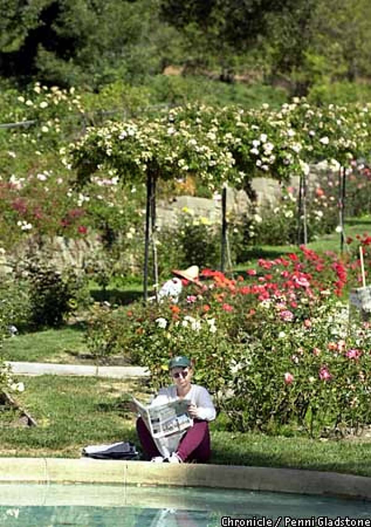 Morcom Rose Garden Oakland Ca